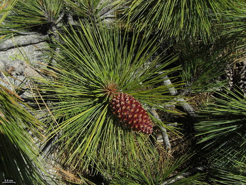 Сосна Джеффри Pinus jeffreyi