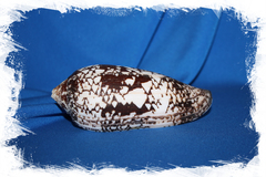 Конус ауликус (Conus aulicus)
