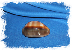 Пузатая каури (Cypraea ventriculus)