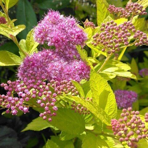 Спирея японская 