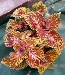 Древо жизни UO колеус КСР