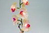 Декоративный светильник «Орхидея», белые цветы, PL307 (Feron)