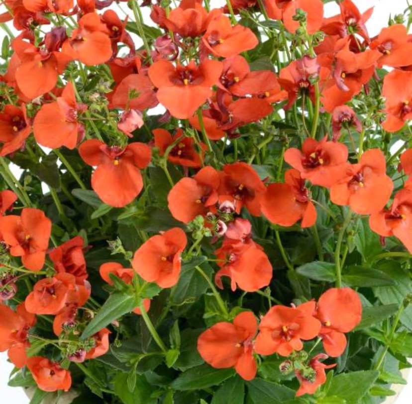 Диасция Д10 см (Diascia barberae) – купить за 400 руб | Растения, цветы ...