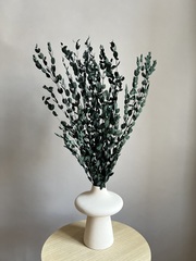 Эвкалипт Парвифолия стабилизированный темно-зеленый