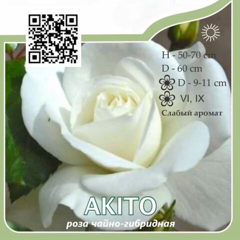 Роза чайно-гибридная 