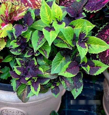 Линда UO колеус КСР