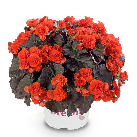 1222 Бегония SOLENIA CHOCOLATE ORANGE (Весна 2026)