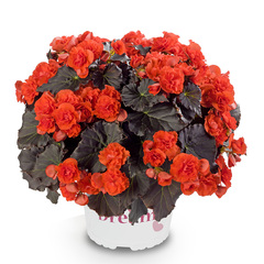 1222 Бегония SOLENIA CHOCOLATE ORANGE (Весна 2026)