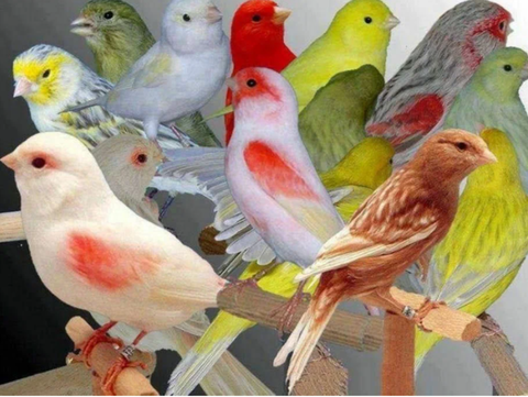 Канарейка декоративная цветная