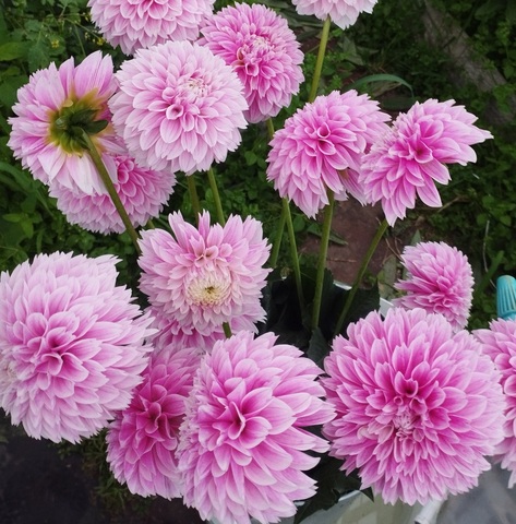 Георгин Маршмелоу Бейби (Marshmallow Baby)