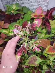 БЗ. 30 Радужная аура Тай колеус
