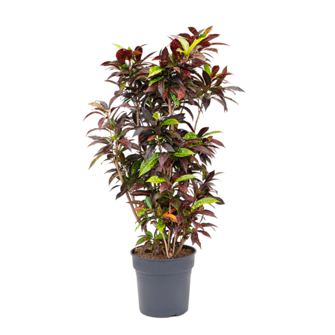 Кодиеум Решетка