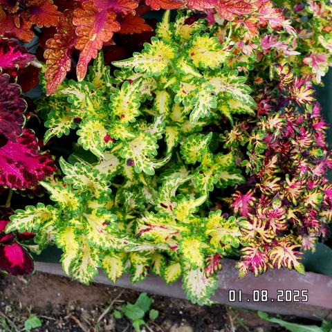 Любава UO колеус КСР