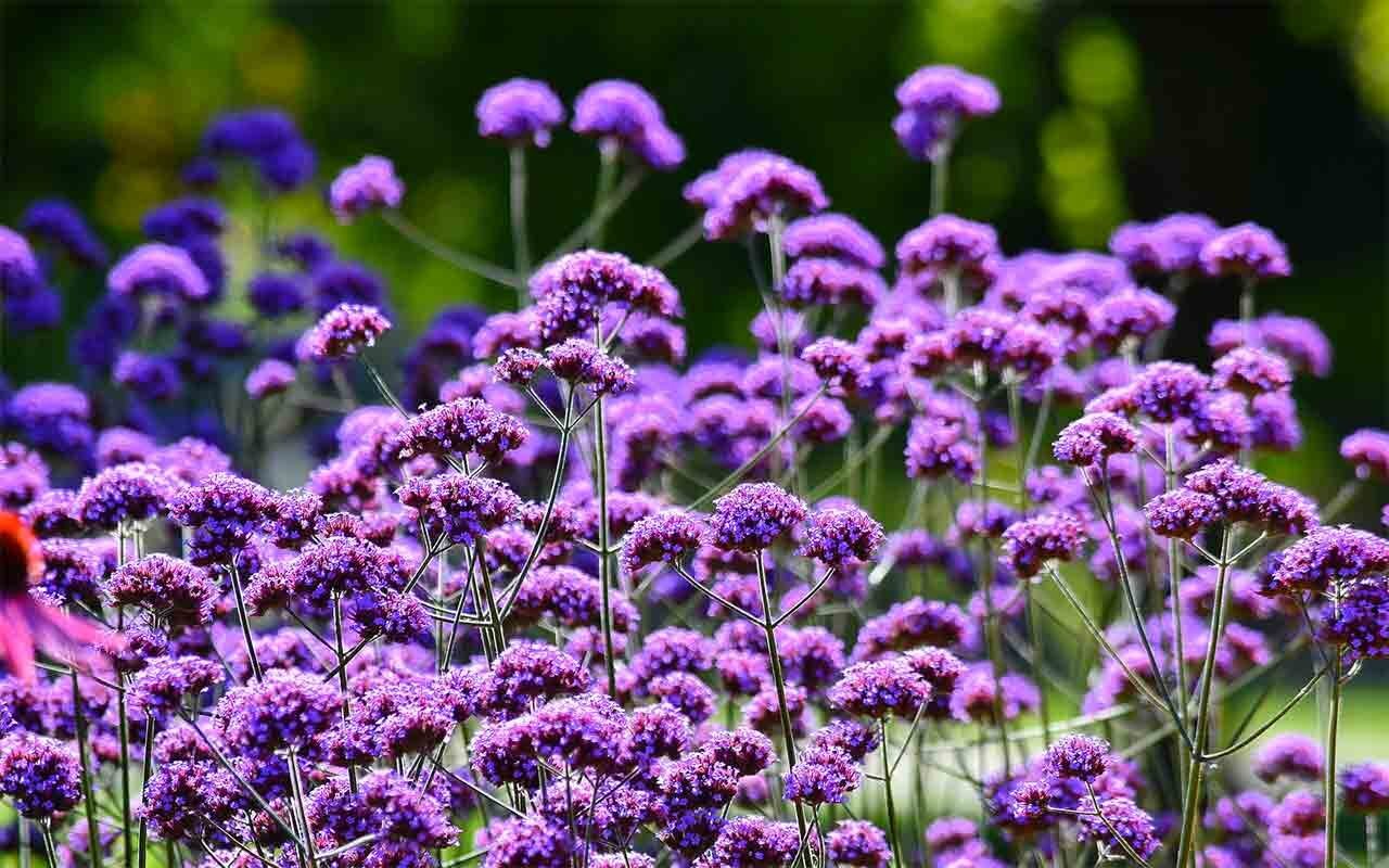 Вербена бонарская (Verbena bonariensis)