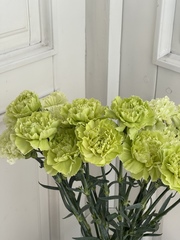 Диантус в зеленом оттенке