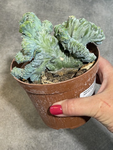 Миртиллокактус Геометризанс Кристата