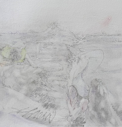 Страна чудес