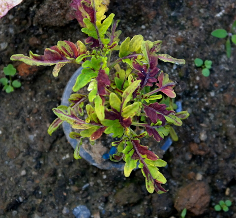 Кружева колеус КСР