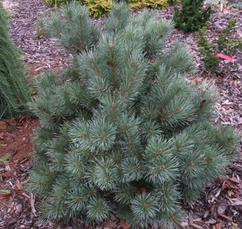 Сосна обыкновенная Шантри Блю