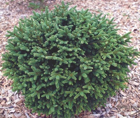 Ель колючая шар