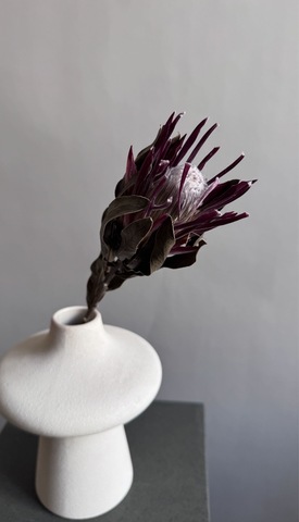 Протея Брэнда