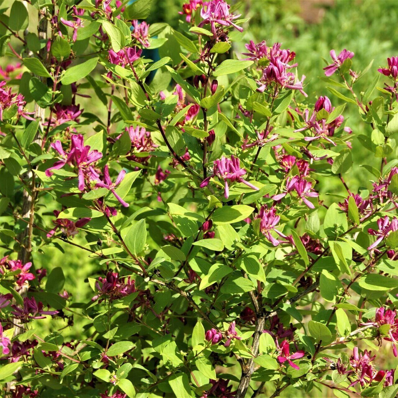 Татарский цветок фото. Lonicera tatarica жимолость Татарская. Жимолость Татарская Розеа. Жимолость Татарская (Lonícera tatárica).