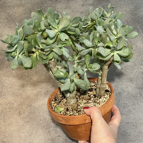 Крассула Овата Аргентея в керамике d16