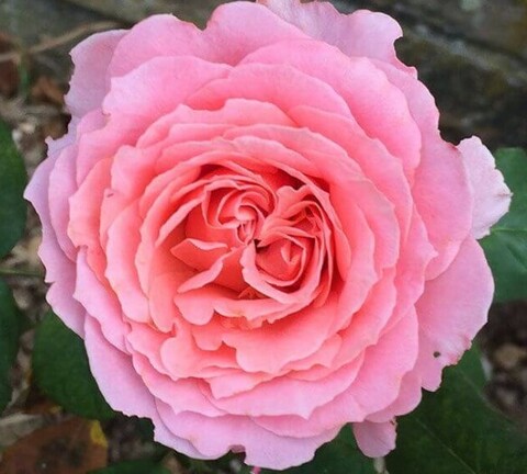 Роза чайно-гибридная Лоран Каброль