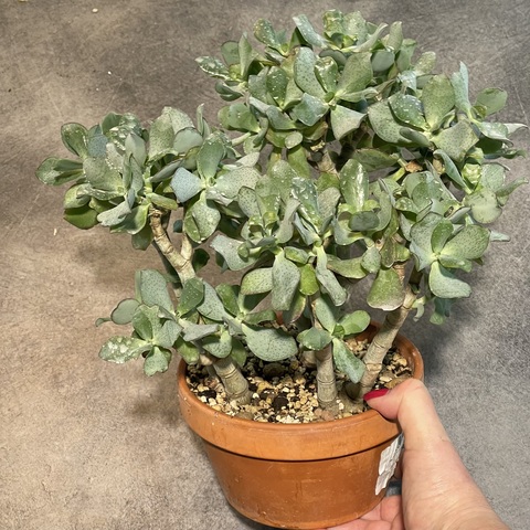 Крассула Овата Аргентея в керамике d16