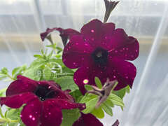 Петуния Startunia Thunderstorm