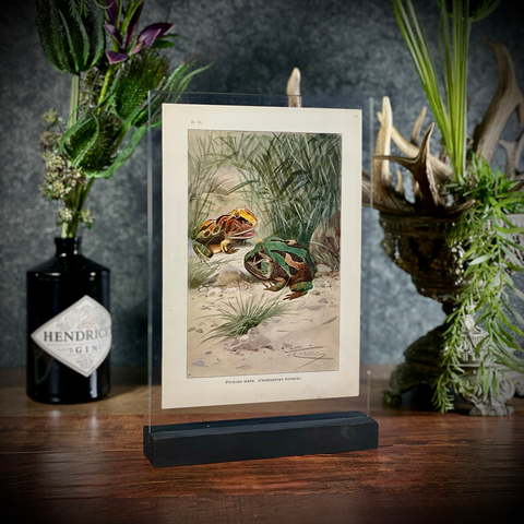 Хромолитография «Рогатая жаба»