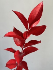 Рускус садовый стабилизированный бордовый