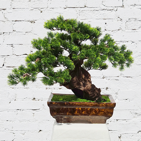 Бонсай Сосна 50см на натуральном стволе в коричневом кашпо
