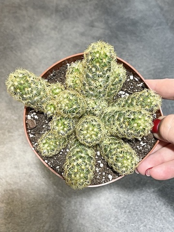 Маммиллярия Элонгата Лемон d12