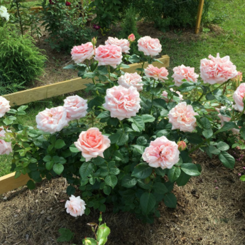 Афродита( Aphrodite)