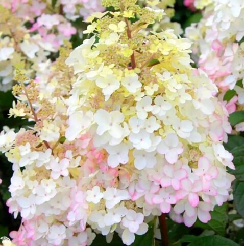 Гортензия метельчатая Петит Лантерн