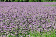 Фацелия, кг