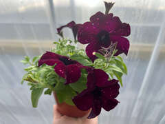 Петуния Startunia Thunderstorm