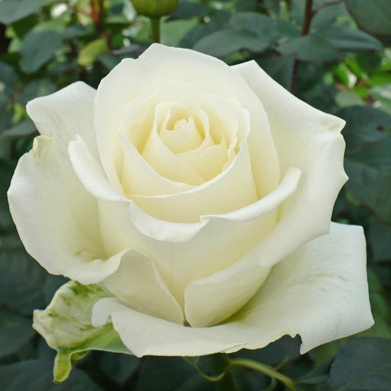 Сорта белых роз с описанием и фото