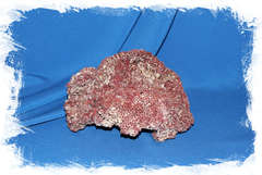 Коралл "Красный органчик" средний 18 см. (Pipe Organ Coral)