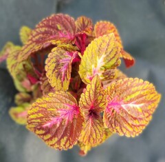 Древо жизни UO колеус КСР