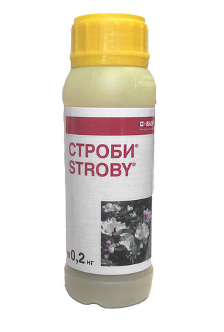 Strobi (Строби)