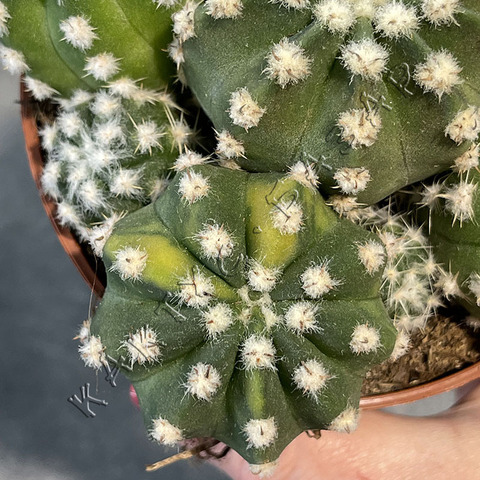 Эхинопсис Семейка Вариегата d10