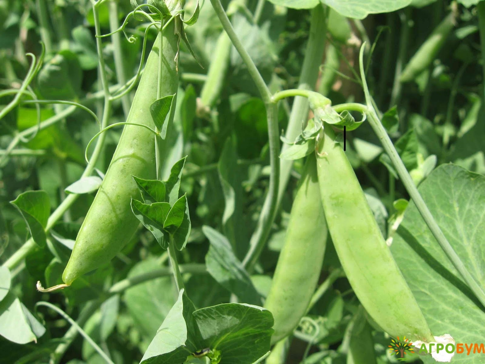 Высота гороха. Горох сахарный каруби. Сорта гороха Аксайский Усатый. Pisum sativum - горох посевной. Горох каруби де Моссан.