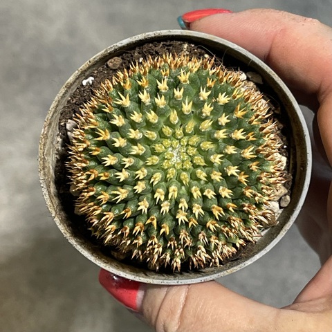 Маммиллярия Каптотриха Бру d7