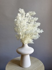 Аспарагус стабилизированный выбеленный