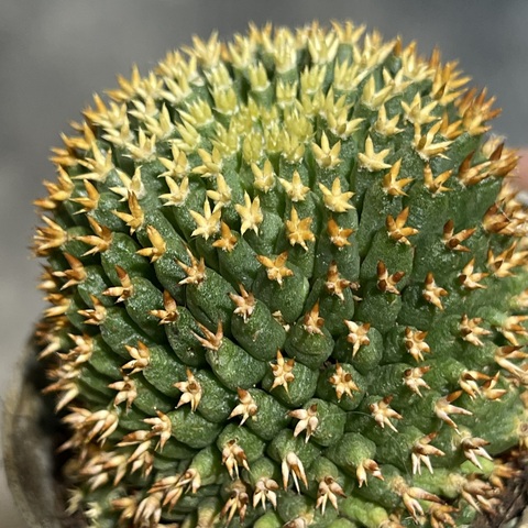 Маммиллярия Каптотриха Бру d7