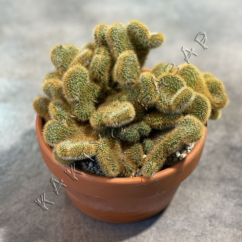 Хилдевинтера Ауреспина Кристата d21