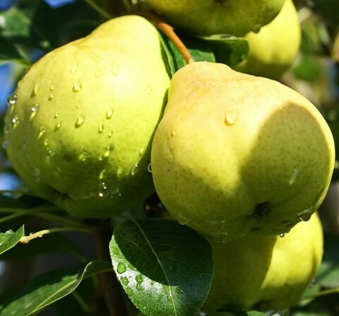 Груша Августовская Роса