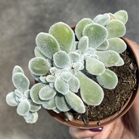 Эхеверия Пульвината Фрости Кристата d8